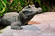 Zootier des Jahres: das Krokodil  (©Foto: Tierpark Hellabrunn, Gemma Borell)